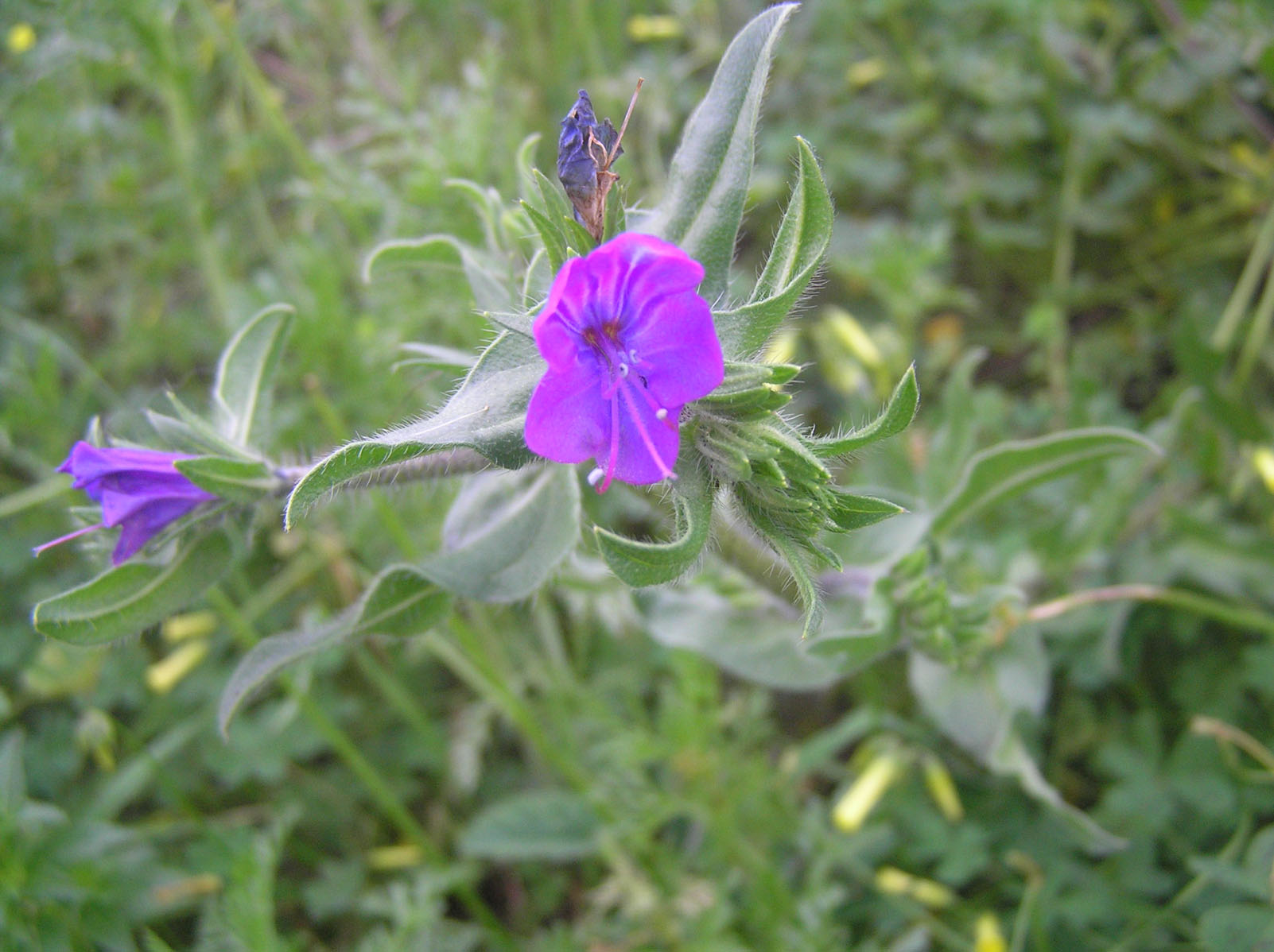 Fiori di campo...